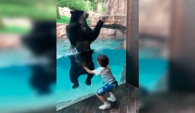 Facebook: oso salta con niño en zoológico y causa ternura en redes [VIDEO]