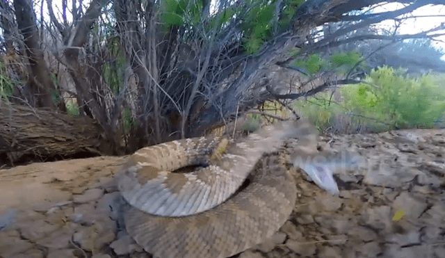 Desliza hacia la izquierda para ver el ataque de la serpiente a una cámara GoPro. Video viral en YouTube.