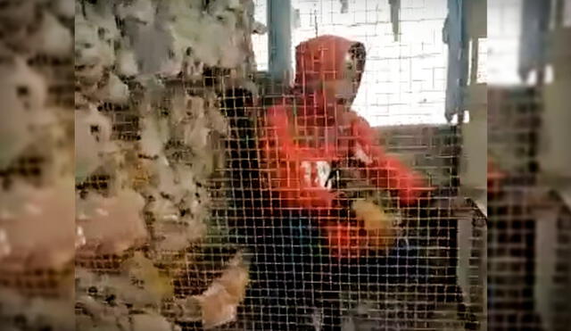 Delincuente fue atrapado en una jaula de aves para evitar que se escape. Foto: PNP