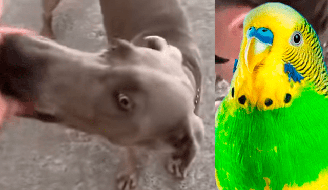 Vía YouTube: dueño de 'Chimuelo' contó la trágica historia de su perra que casi se come a la cotorra