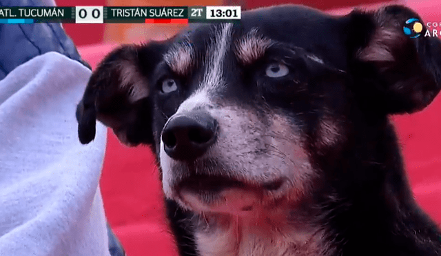 El perrito cayó vencido por el sueño mientras los equipos de Atlético Tucumán y Tristán Suarez jugaban por la Copa Argentina. Foto: captura