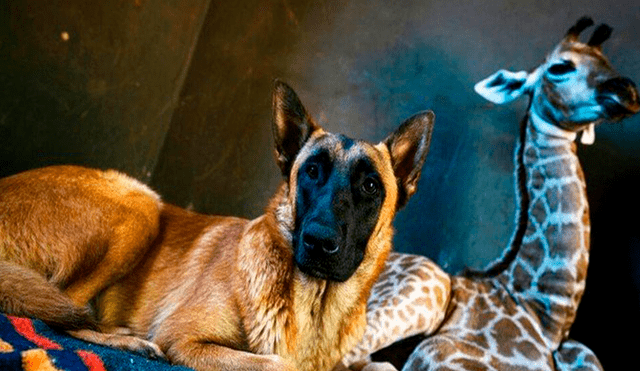 En Facebook, un perro estuvo pendiente de los cuidados de una bebé jirafa que fue abandonada por su madre.