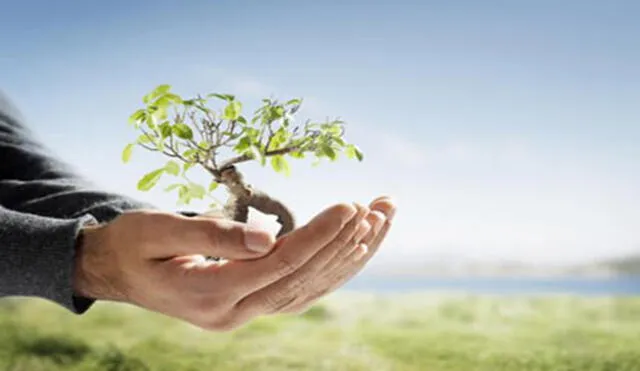 Día Mundial del Medio Ambiente: Realizan jornada de limpieza y siembra de árboles en Villa María del Triunfo