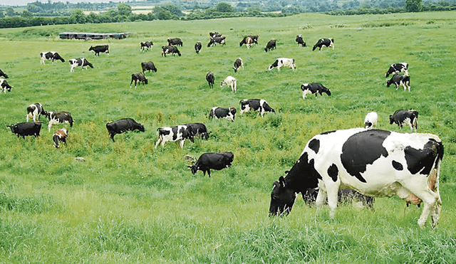 Perú impulsará la ganadería para producir leche y carne