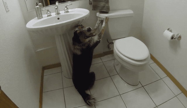 En Facebook: Inteligente perro asombra por ir al baño como una persona [VIDEO]