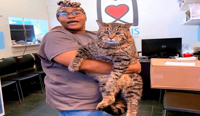 Gato que pesa más de 12 kilos se encuentra en la búsqueda de un hogar “para ser feliz” [FOTOS]