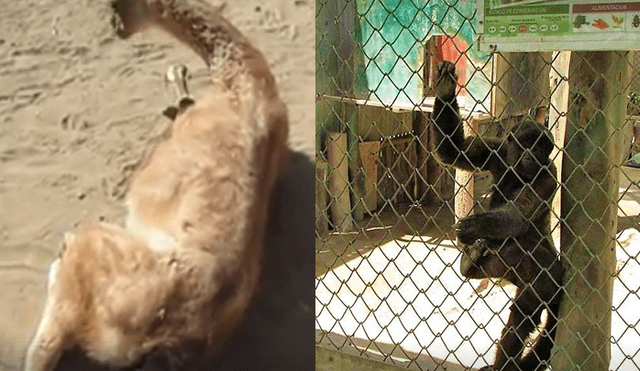 Evidencian maltrato y muerte de animales en zoológico de Ica [VIDEO]