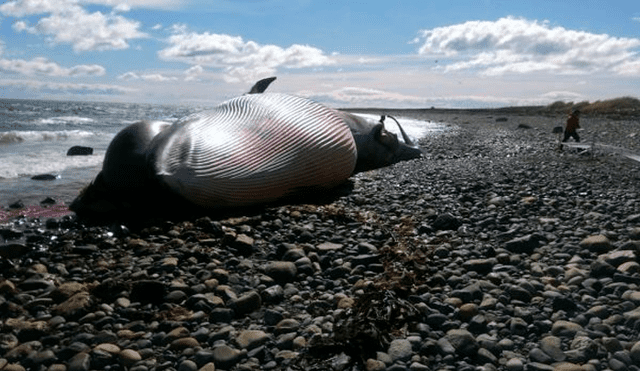 El animal marino fue encontrado sin vida en la costa de Chile. Foto: El Pingüino