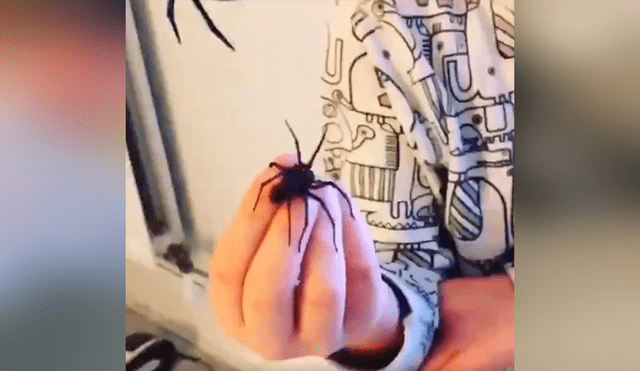 Facebook viral: ola de críticas por niño que manipula descomunal araña ante la vista de su padre [VIDEO]