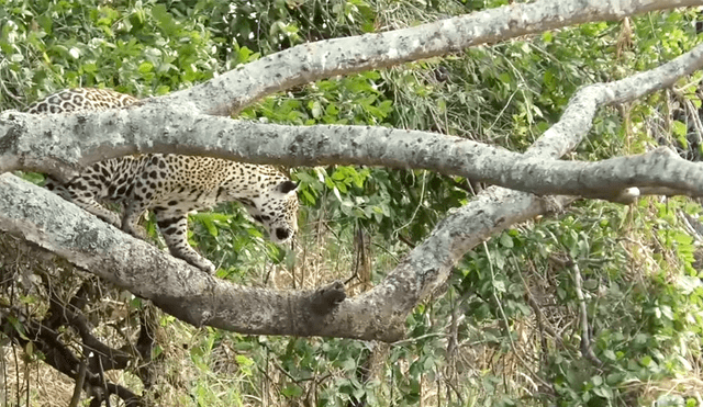 Hambriento jaguar se lanza a río y se pelea con feroz cocodrilo para devorarlo [VIDEO] 