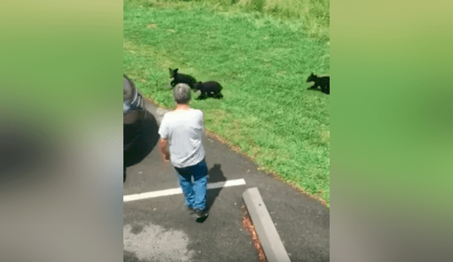 Un video viral de Facebook mostró el instante en que una madre oso dio su merecido a un turista, quien se atrevió a cariñar a sus crías en pleno bosque.