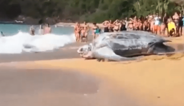 En YouTube: Tortuga gigantesca deja en shock a bañistas [VIDEO]