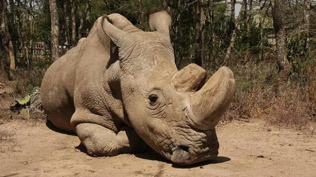 Sudán, el último rinoceronte blanco del norte, está al borde de la muerte