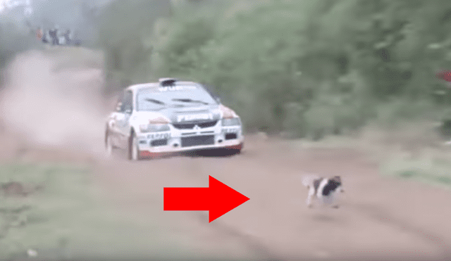 Vía Facebook: Perro cruza una pista de carrera de autos y se salva de milagro [VIDEO]