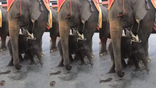 Elefante bebé colapsa frente a su madre, encadenada y obligada a pasear turistas [VIDEO]