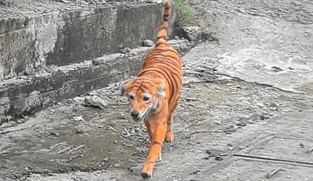 Perrito en Malasia fue pintado como si fuera un tigre por inescrupulosos hombres. Foto: Facebook