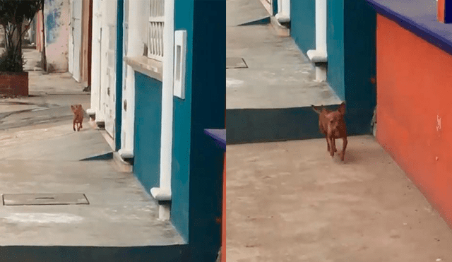 Facebook: así reaccionó un perro chihuahua cuando su dueña lo regaño por escapar [VIDEO]