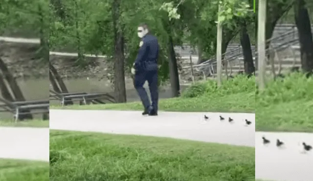 Video es viral en Facebook. Miembro de la policía decidió acompañar a las crías de patos en su búsqueda y protagonizó una singular escena que ha conmovido a todos.