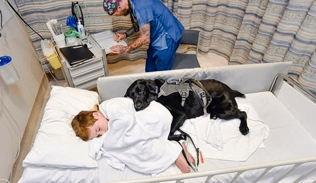 Mahe, el perro que cuida a su dueño autista en la camilla de un hospital [FOTO]