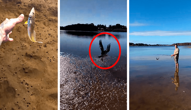 Facebook viral: muchacho intenta liberar un pez en el mar, pero un inesperado animal lo arruina todo [VIDEO]