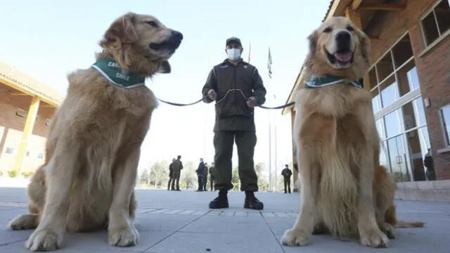 Cuatro canes en Chile vienen siendo entrenados para detectar casos de COVID-19. (Foto: Elvis González/EFE)