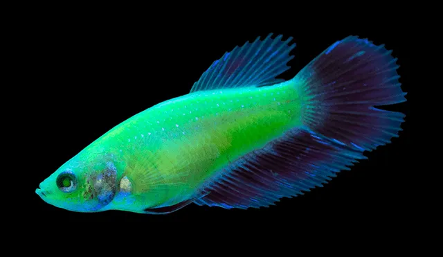 Glofish. Foto: Spectrum Brands, Inc.