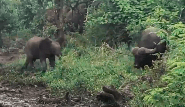 YouTube viral: elefante bebé se enfrenta a un enorme búfalo y le enseña quién es el que manda [VIDEO]