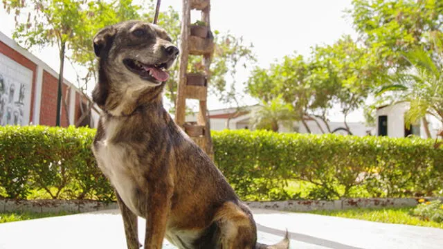 Surco: ponen en adopción a mascotas rescatadas de las calles [FOTOS]