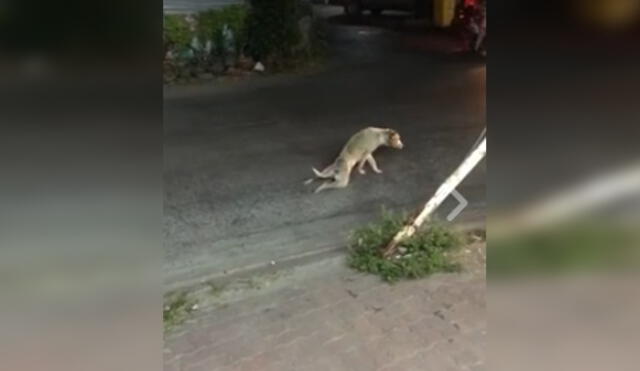 En video de Facebook perro finge ser atropellado por taxista