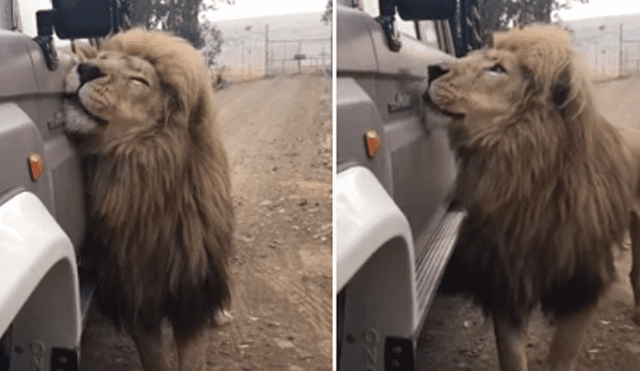 Desliza hacia la izquierda para ver la reacción que tuvo el león tras toparse con los turistas. Escena viral de YouTube.