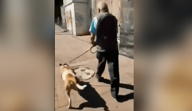 Gran indignación ha causado el video viral en que se ve a un anciano caminando con su perro y este a la vez cargando el cadáver de un felino en México.