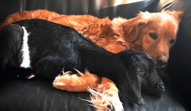 Dottie y drake son buenos amigos (Foto: santuario Cabra Negra)