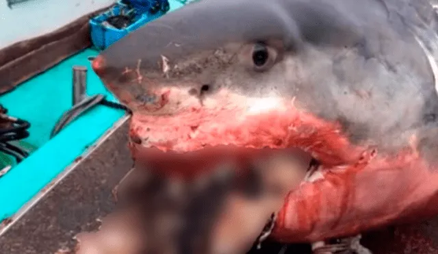 YouTube viral: gigantesco tiburón devoró a misteriosa criatura y horas después muere [VIDEO] 