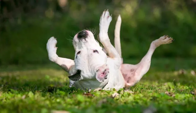 Una de las comportamientos más comunes de los perros es frotarse la espalda. Foto: Experto Animal