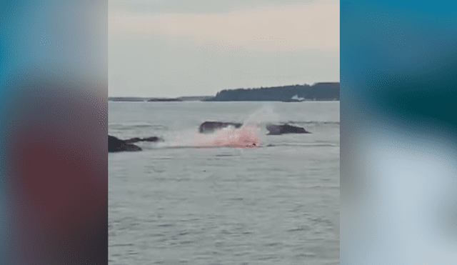 YouTube viral: feroz tiburón ataca sin piedad a indefensa foca y turistas quedan horrorizados