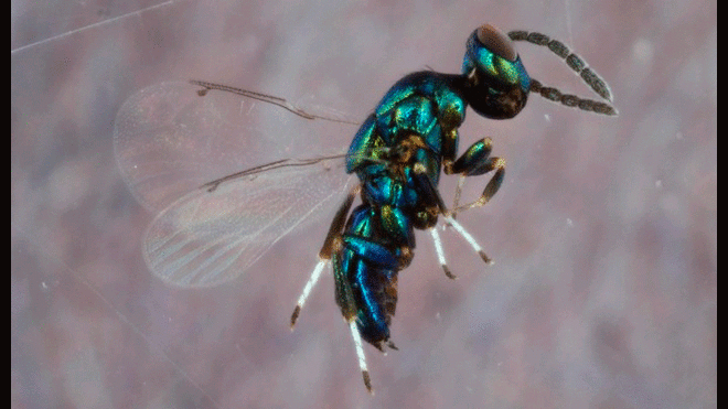 Euderus set, la avispa que implanta sus crías en larvas de otras especies. Imagen: Andrew Forbes.