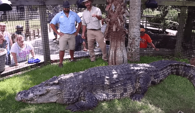 Cuidador ingresa a recinto de gigantesco cocodrilo.