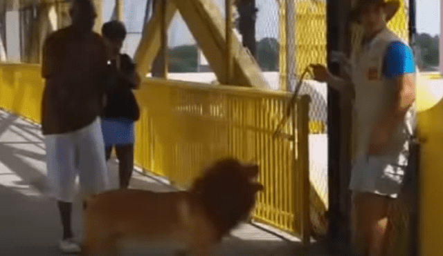 YouTube viral: perro genera terror en peatones al salir con su dueño vestido de león [VIDEO]