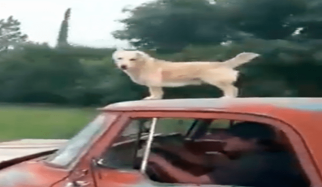 Facebook viral: intrépido perro viaja por la carretera de la forma más temeraria que existe [VIDEO]