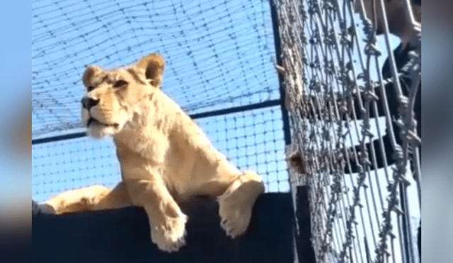 Desliza hacia la izquierda para ver la reacción de la leona con el osado turista, escena que es viral en YouTube.
