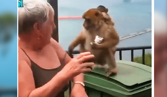 Facebook viral: mono con su cría se lanza sobre mujer para quitarle un helado [VIDEO]