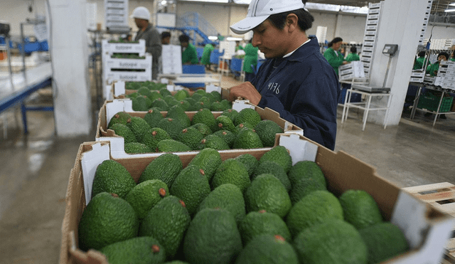 Agroexportaciones peruanas crecieron 16% entre enero y agosto de 2018