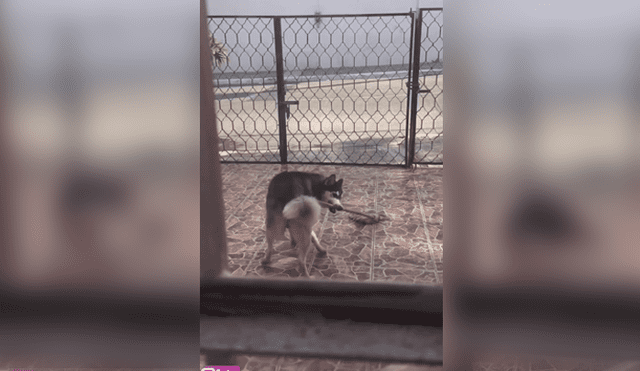 Video es viral en Facebook. La mujer se llevó una tremenda sorpresa, luego de que encontrara a su perro ‘trapeando’ su entrada, luego de haber botado su plato de agua. Foto: Captura.