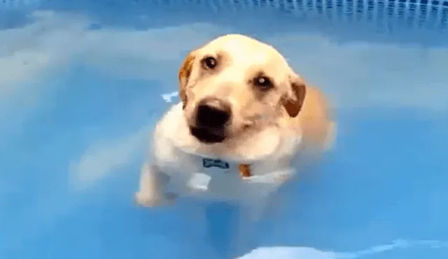 Facebook Viral: Perro no quiere salir de piscina y hace adorable 'berrinche'