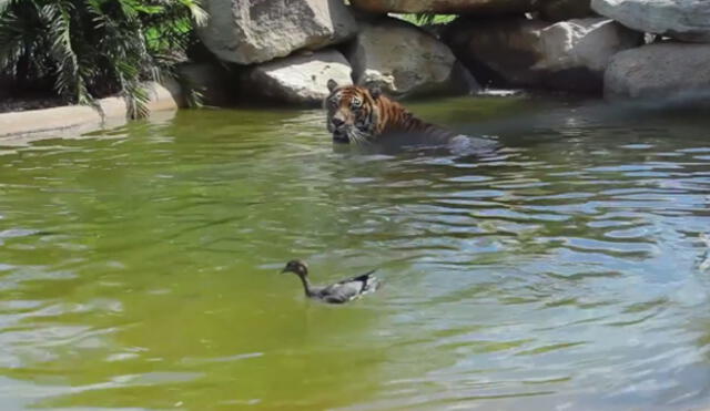 En Facebook, pato reta a un tigre en un estanque y sale triunfador |VIDEO