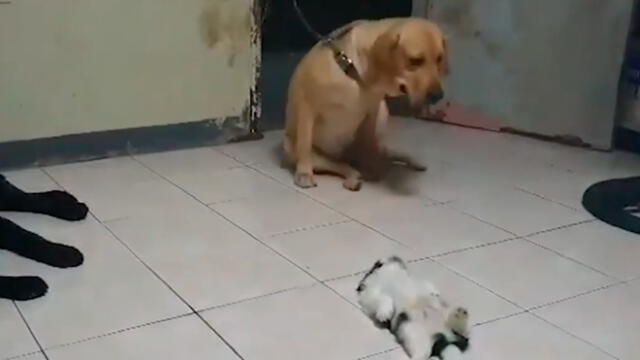 Desliza las imágenes para ver la emotiva reacción que tuvo un perro al ver a su compañero tumbado en el suelo. Foto: Press viral