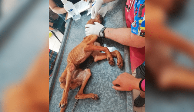 Facebook viral: encuentra perro moribundo en la calle, lo adopta y luego de algunos meses luce así