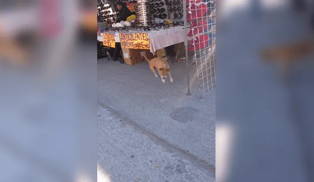 Video es viral en Facebook. Miles se encariñaron con este simpático perro callejero que fue captado divirtiéndose con el reflejo de la luz. Foto: Captura.