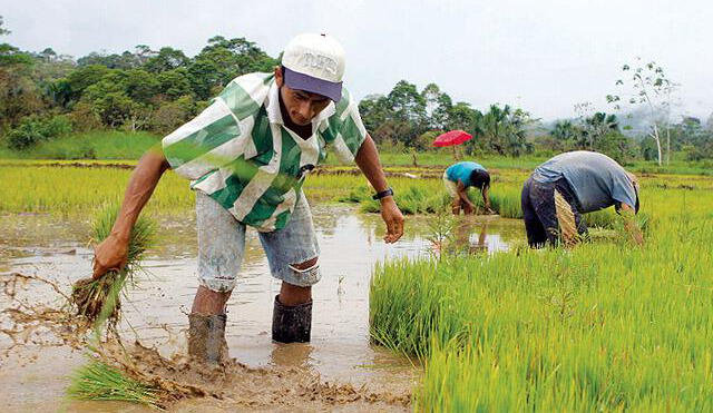 Anuncian que arroz peruano podrá exportarse nuevamente a Colombia 