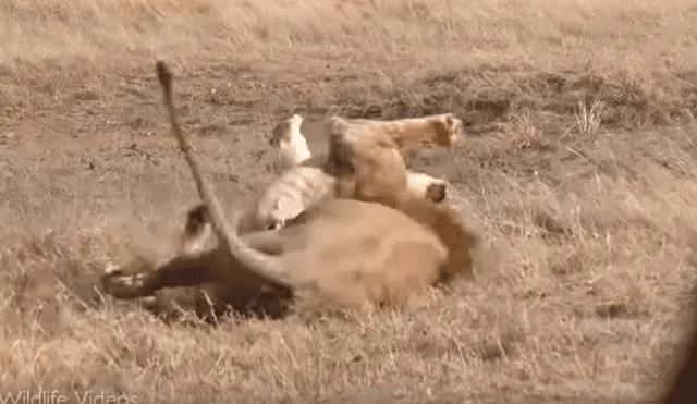 YouTube viral: León ‘macho alfa’ destruye columna de aprendiz que intentó quitarse su presa [VIDEO] 